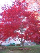 Maple tree outside Acadia Center in the fall.