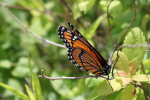 Butterfly in Maine.