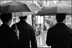 umbrellas in rain